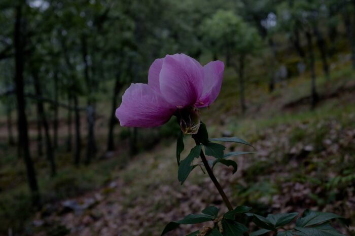 Valdegutierrez – El Jaroso (Los Cortijos)