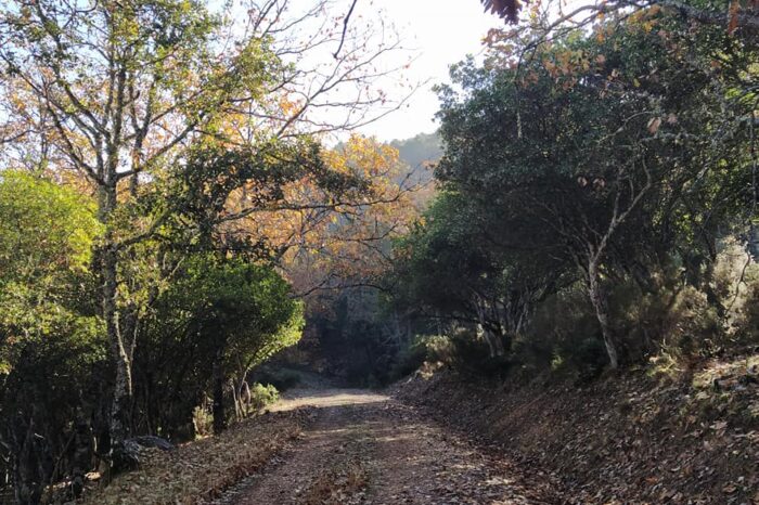 Umbría de Ventillas